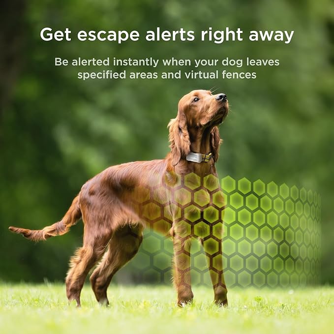 Petcube Rastreador GPS para perros
