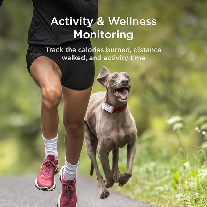 Petcube Rastreador GPS para perros
