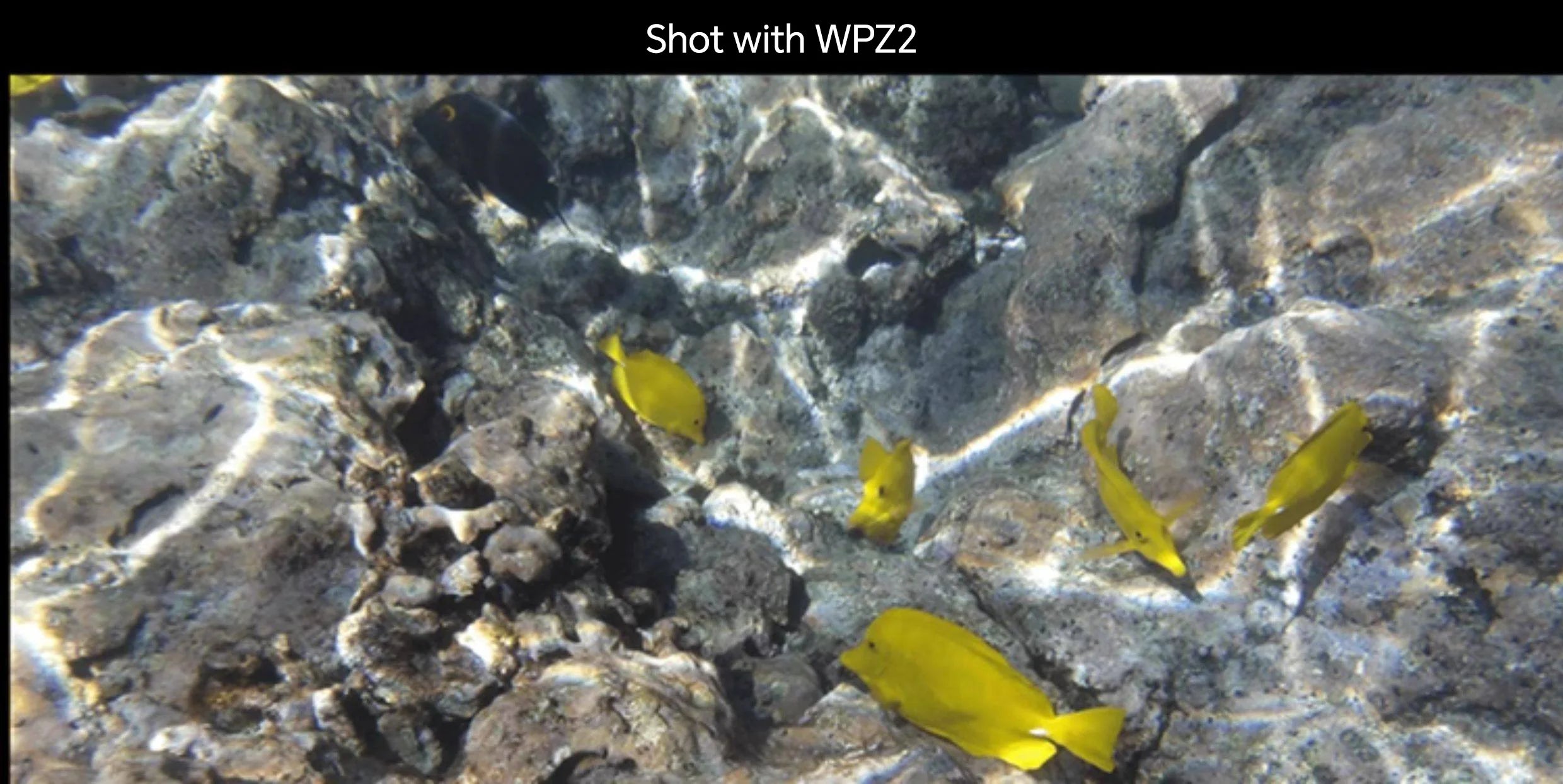 KODAK PIXPRO WPZ2 | Cámara Digital Resistente 16MP 4X Zoom 1080p Wi-Fi | Waterproof Shockproof